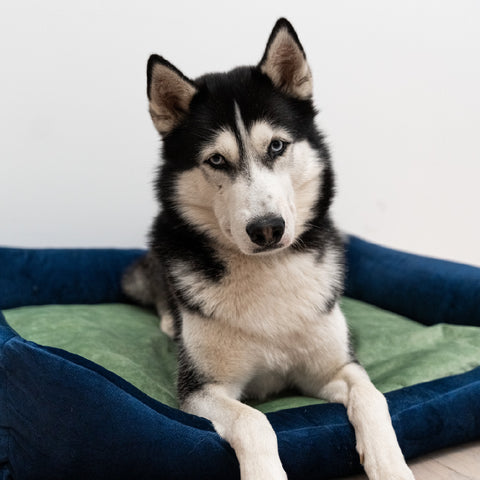 „Otto” lit orthopédique bleu marine avec matelas „Ori”